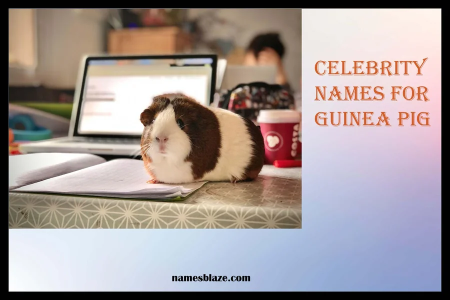 Celebrity Names For Guinea Pig
