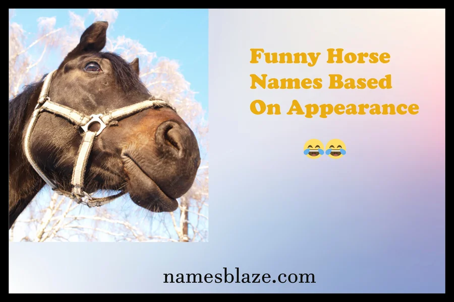 Funny Horse Names Based On Appearance