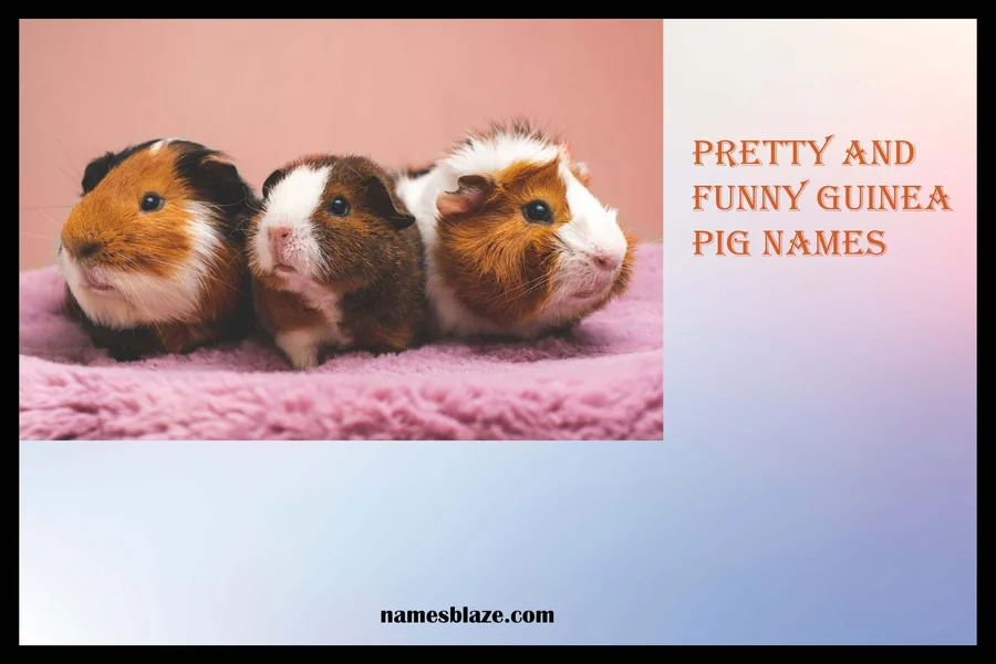 Funny Names For Female Guinea Pig