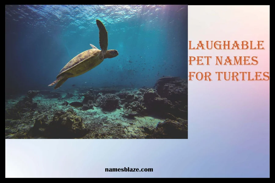 Laughable Pet Names for Turtles