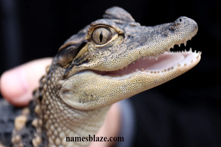 Alligator Names