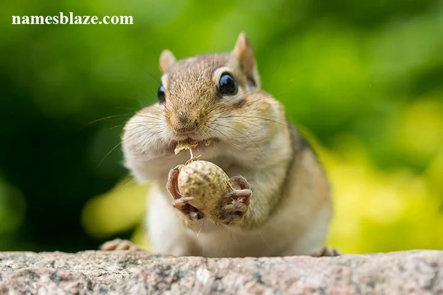 Chipmunk Names