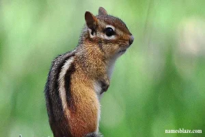 Chipmunk Names