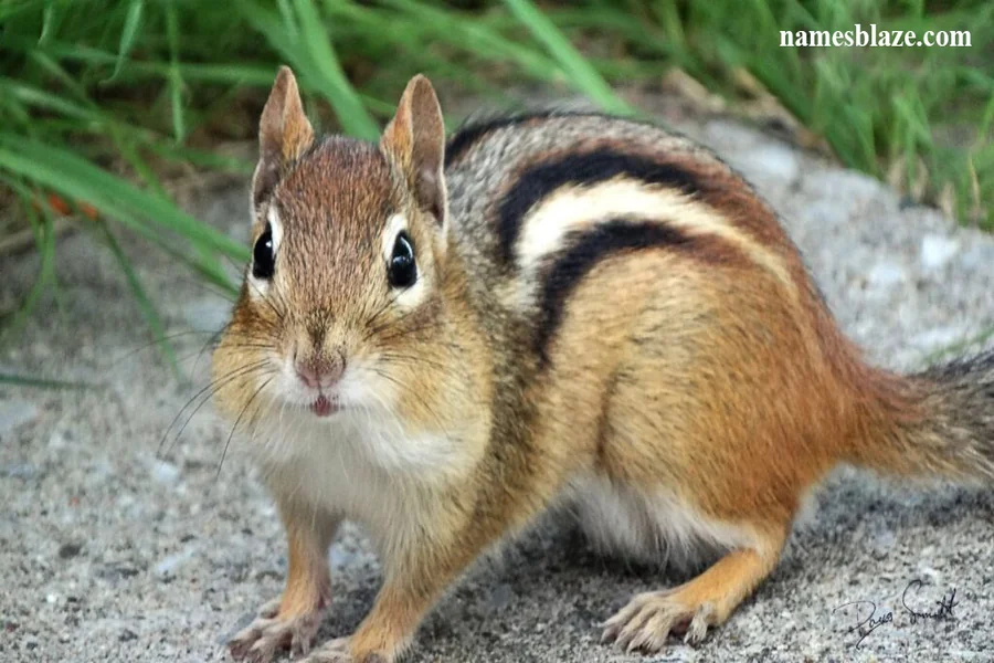 Chipmunk Names