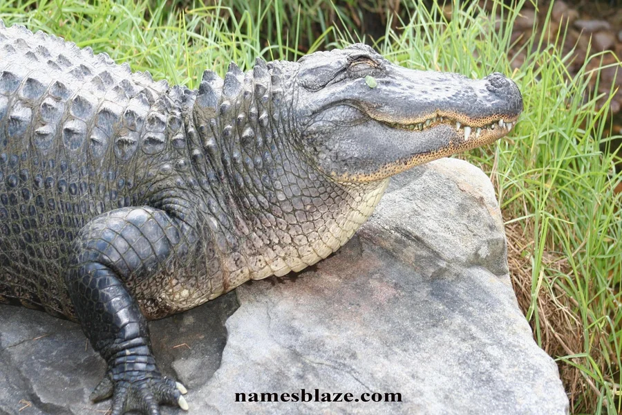 Alligator Names