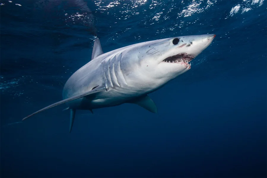 Female Shark Names