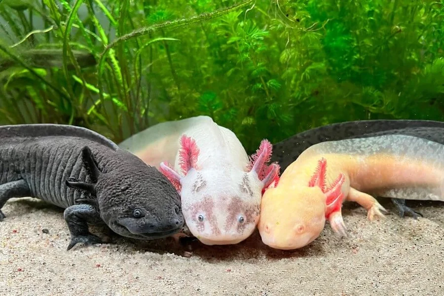 Axolotl Names Girl