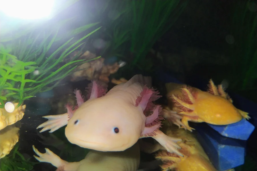 Axolotl Names Girl